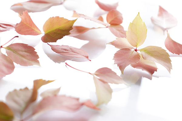 陆游示儿中的诗句