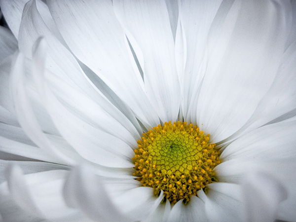 陆游醉中草书朱楼