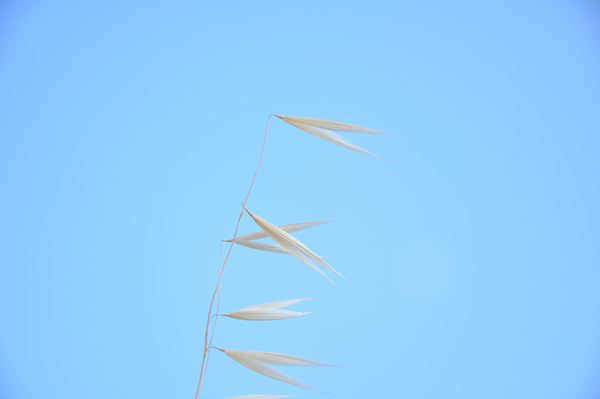 扈从登封途中作拼音版