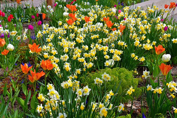 一夜春威折 折怎么读