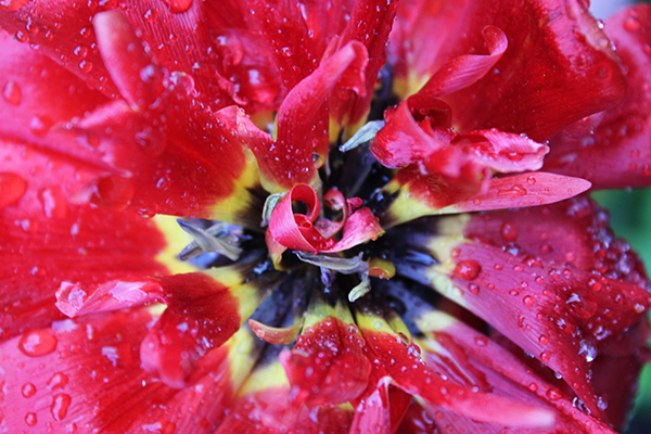 杨万里写的悯农朗诵